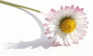 Stokrotka na białym tle