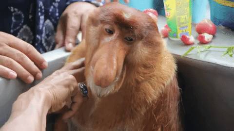 Zasmucony%20i%20leniwy%20Janusz.gif