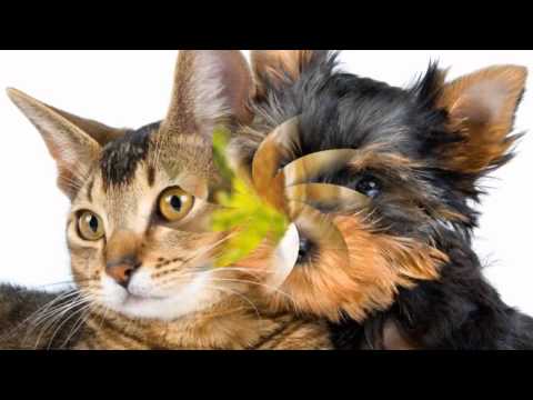 Fasolki - Na Wojtusia