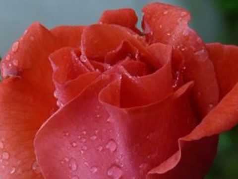 Ryszard Rynkowski - Urodziny